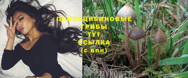 ПСИЛОЦИБИНОВЫЕ ГРИБЫ Белокуриха